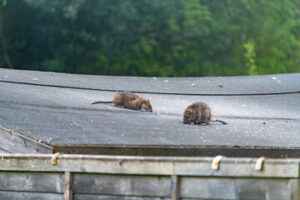 roof rats